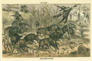 devastation-2-october-1880